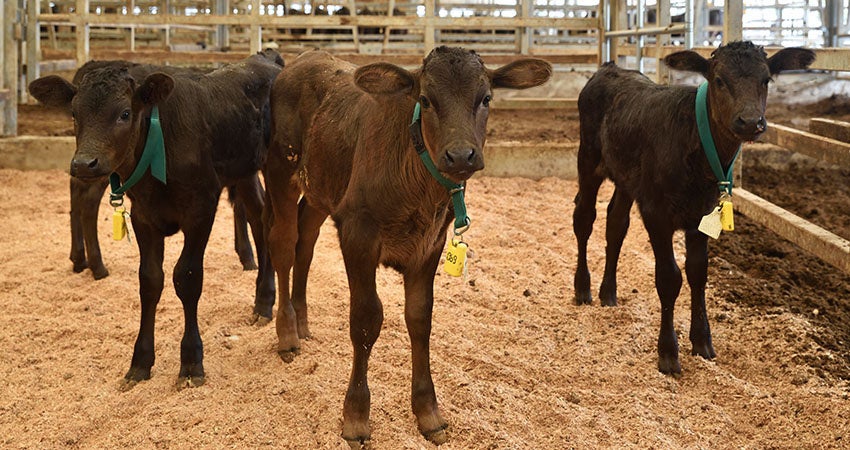 アットモーメントタグを装着した子牛