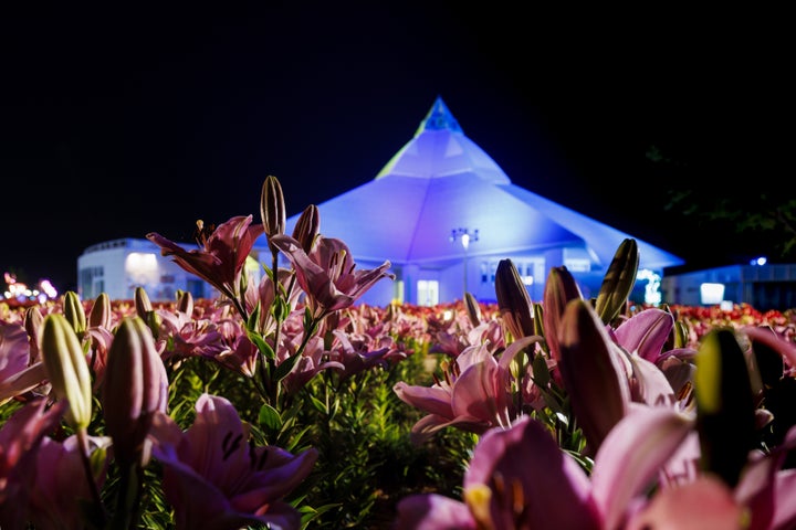 15万輪のゆりの花が咲き誇る「ゆりフェスタ」イベント!福井県坂井市で明日から開催 15万輪のゆりの花が咲き誇る「ゆりフェスタ」イベント!福井県坂井市で明日から開催