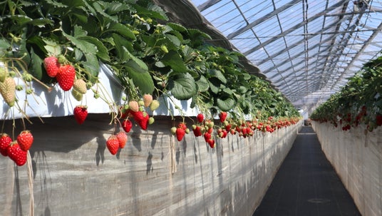 「暮らしに、季節の楽しみを」入居者限定いちご狩りイベントを開催 「暮らしに、季節の楽しみを」入居者限定いちご狩りイベントを開催