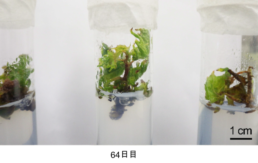 マイクロプロパゲーション64日目