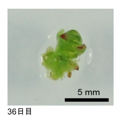 マイクロプロパゲーション36日目