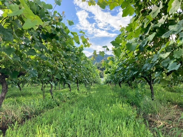 富士山ワイナリー牧岡の畑