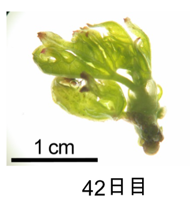 マイクロプロパゲーション42日目