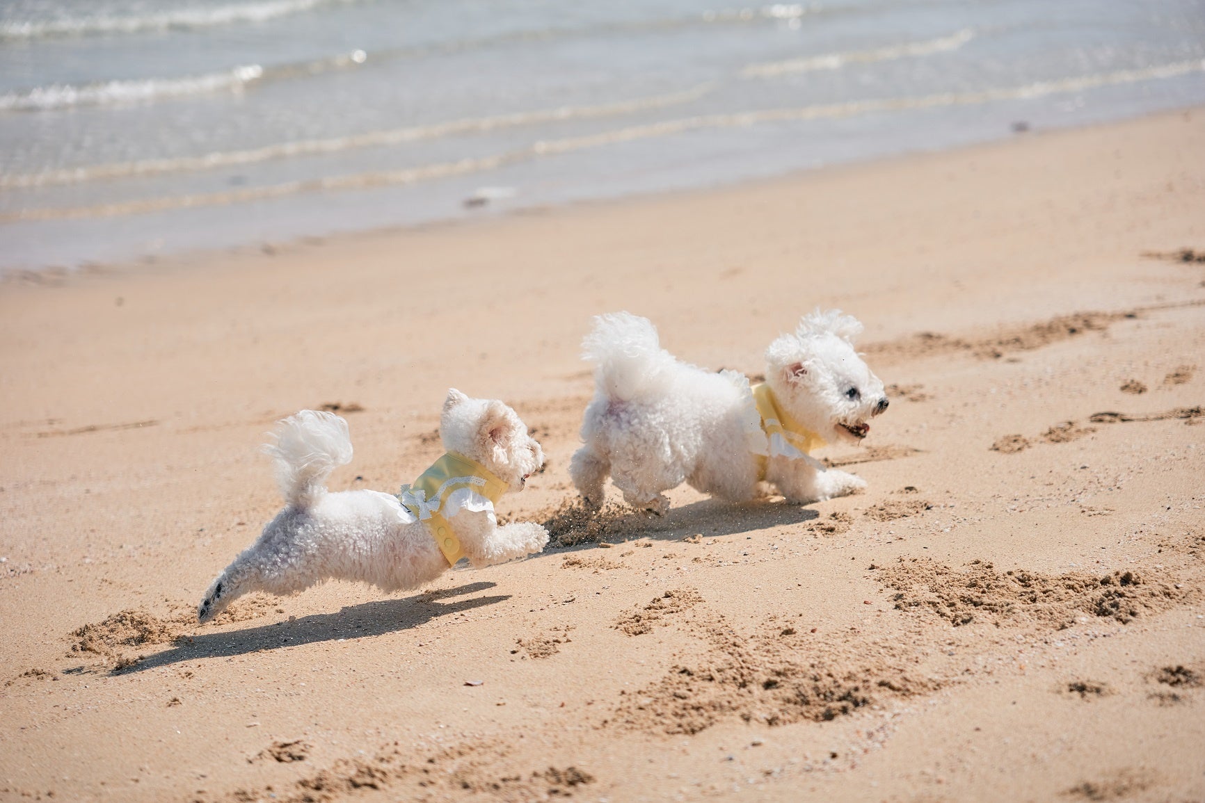 ビーチで愛犬がのびのびと走りまわれます