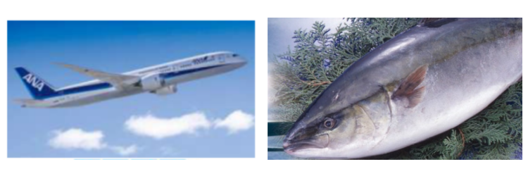 スピード輸送（空輸）・朝〆鮮魚イメージ