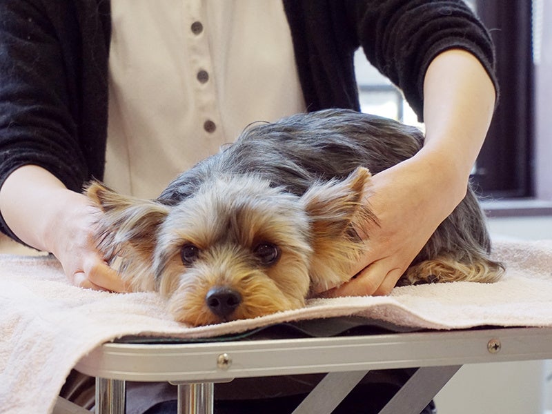 オプションメニュー：アロママッサージ