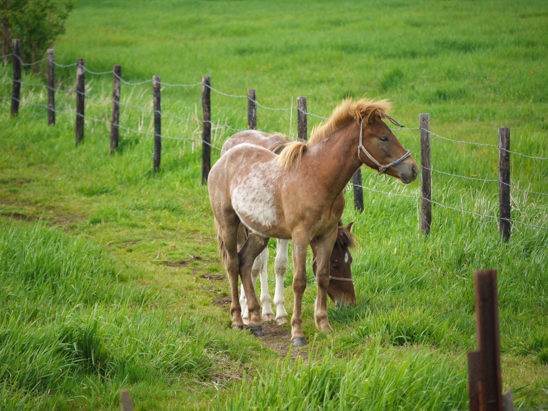 画像提供：PIXTA(牧場イメージ)　