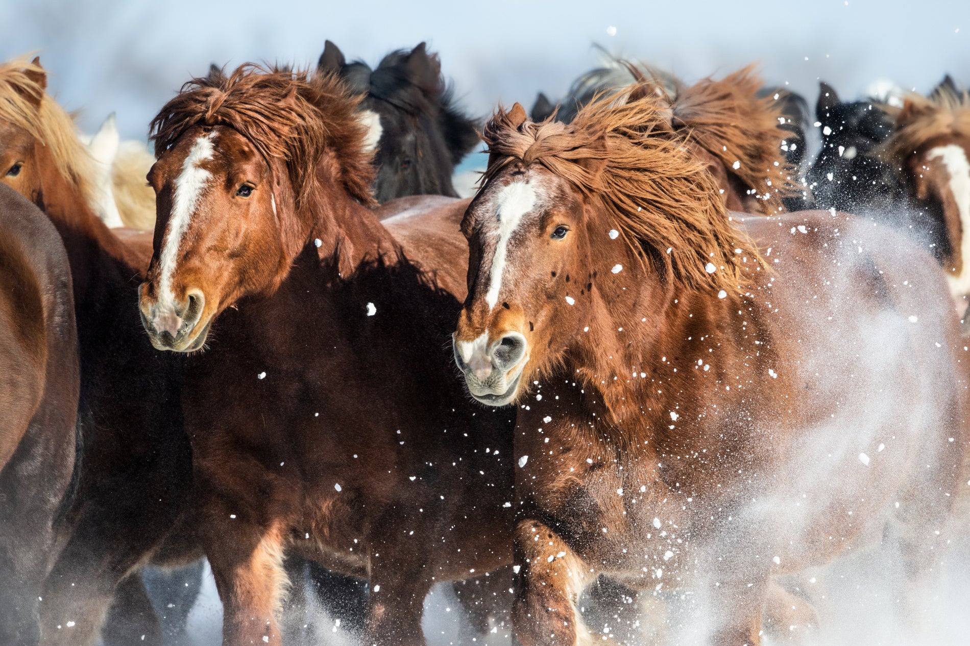 画像提供：PIXTA(馬追いイメージ)　