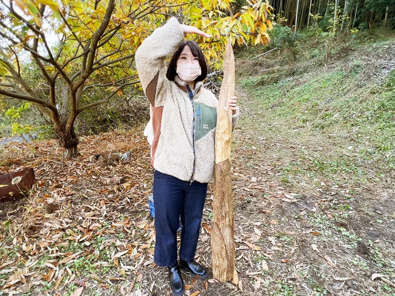 伸びたタケノコがメンマに？！(淡路島)