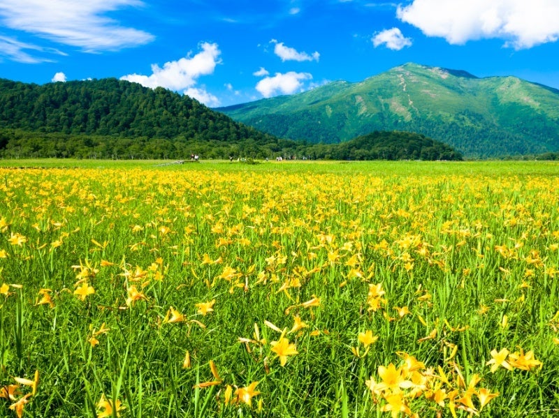 (尾瀬イメージ)