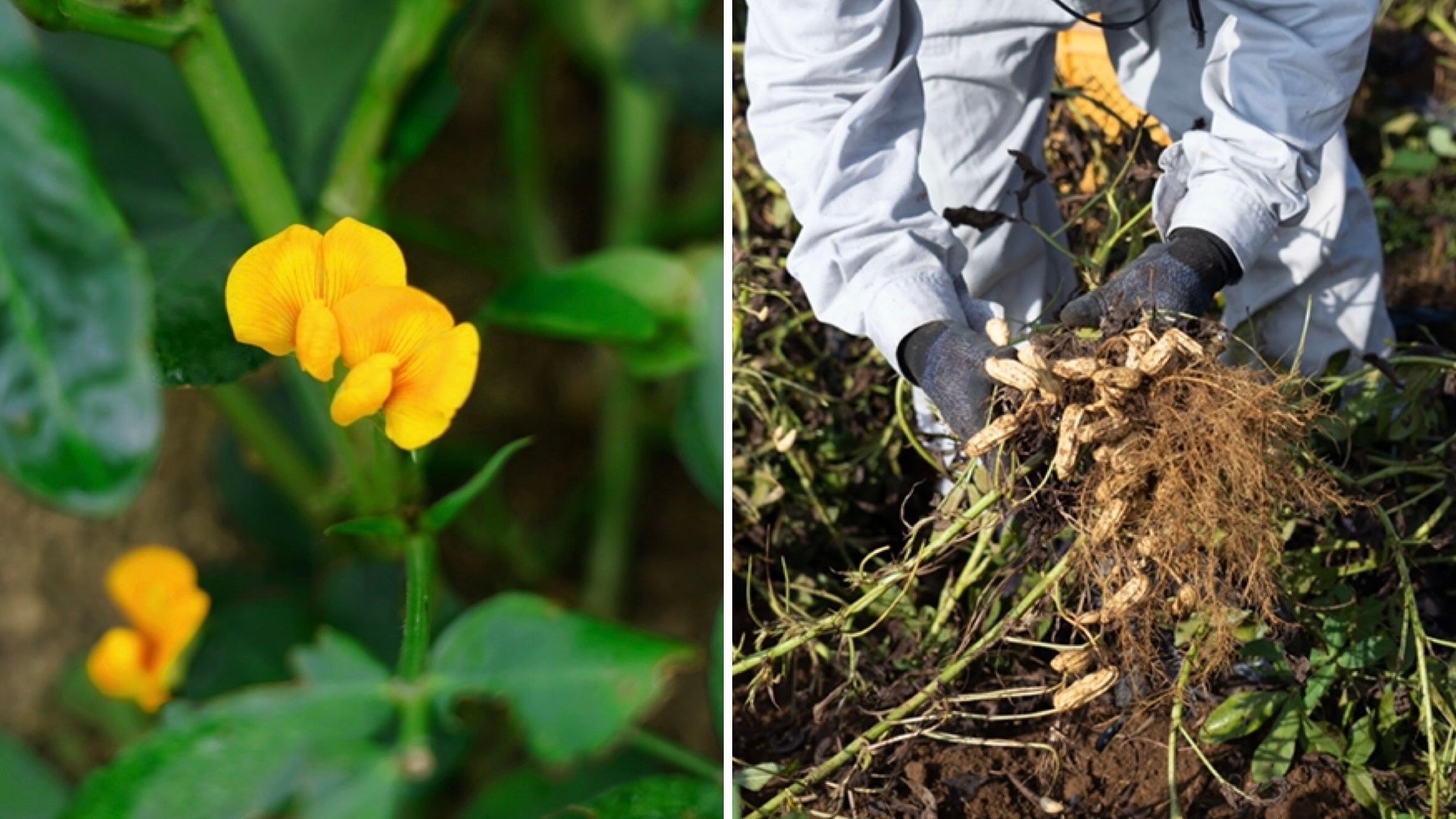 【左】7月上旬、落花生の花が開花。【右】開花から3か月ほどで収穫。