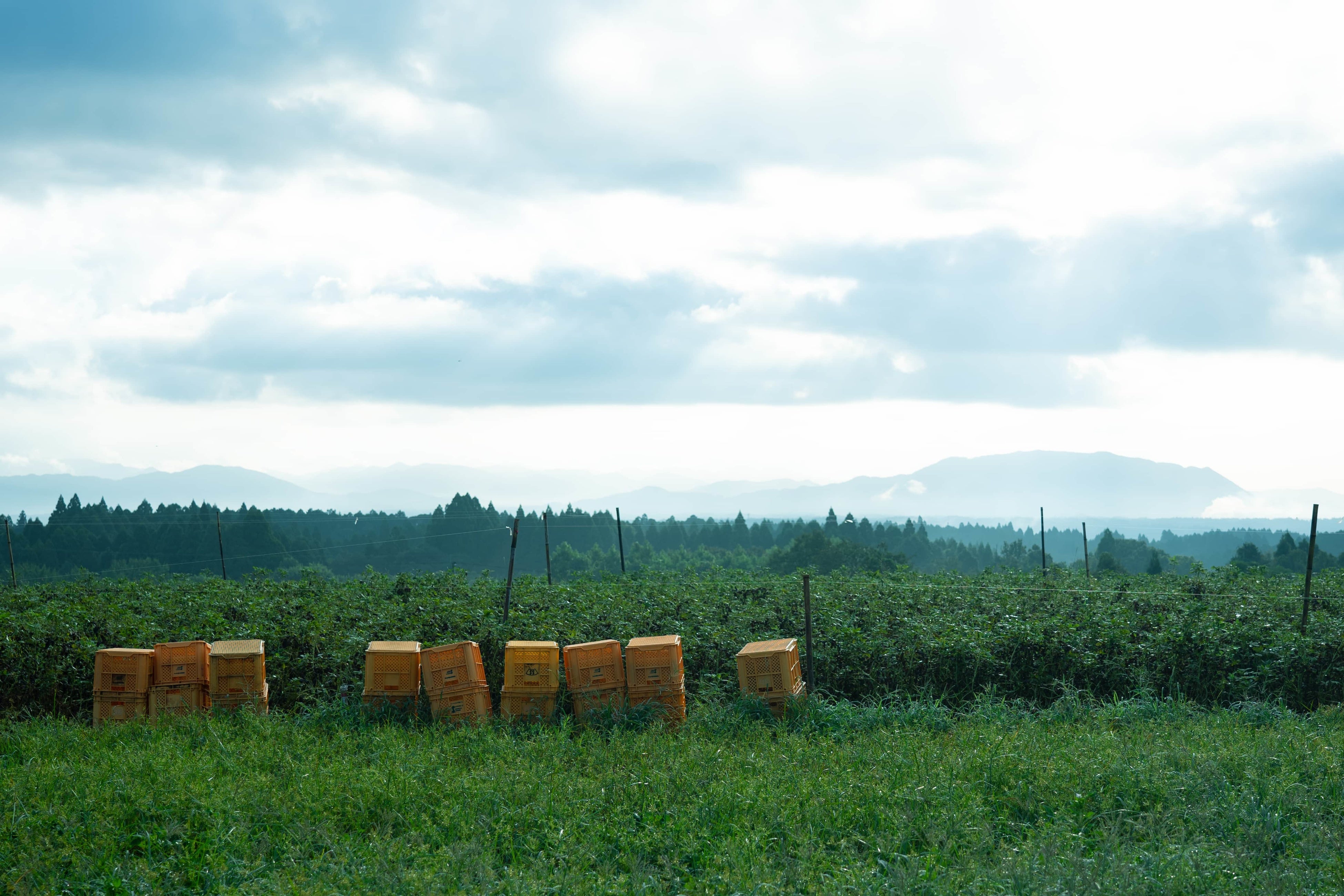 鹿児島県の自社農場