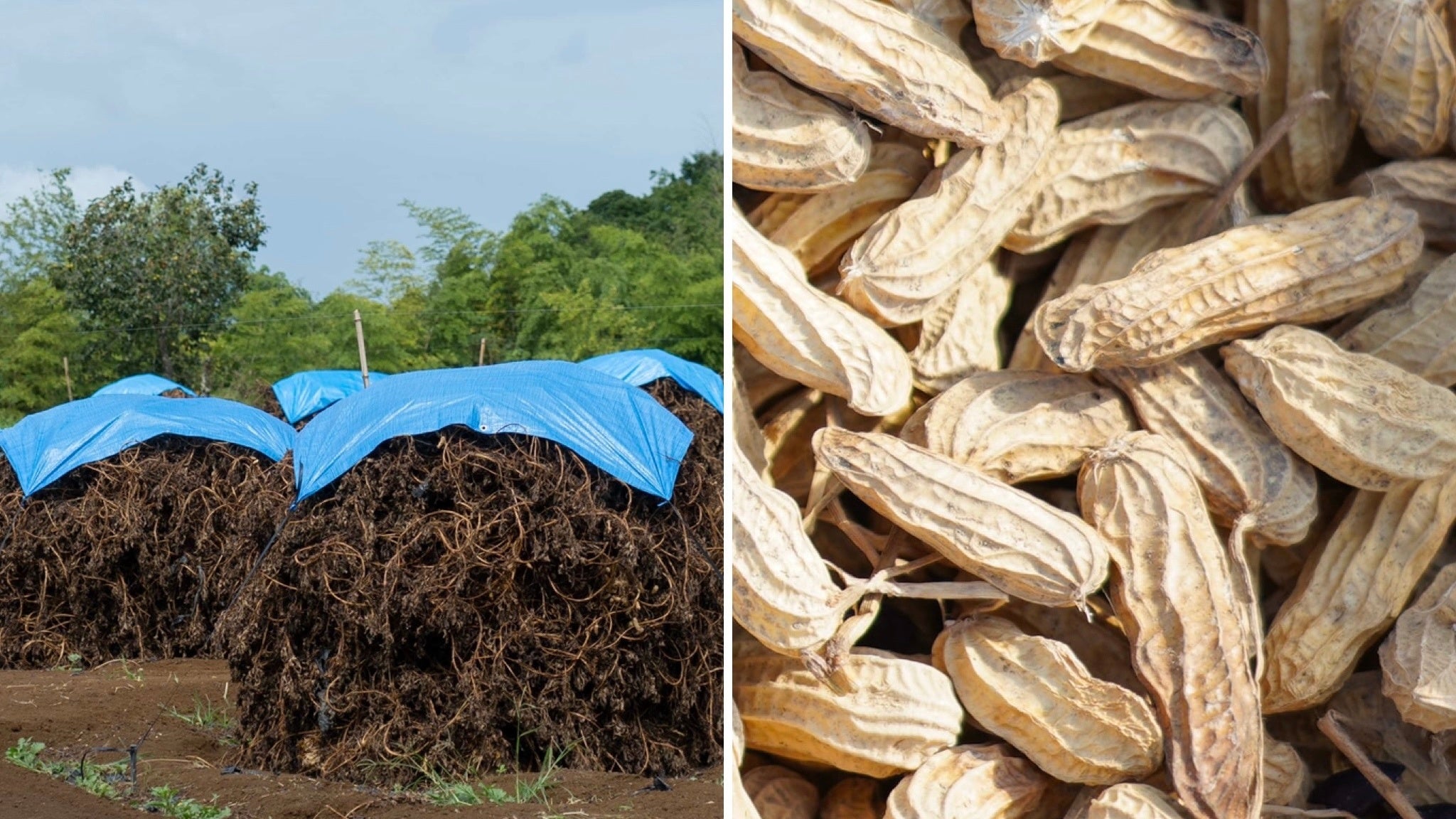 【左】約1か⽉間かけて乾燥・熟成。【右】脱穀された出荷前の⿊落花⽣。