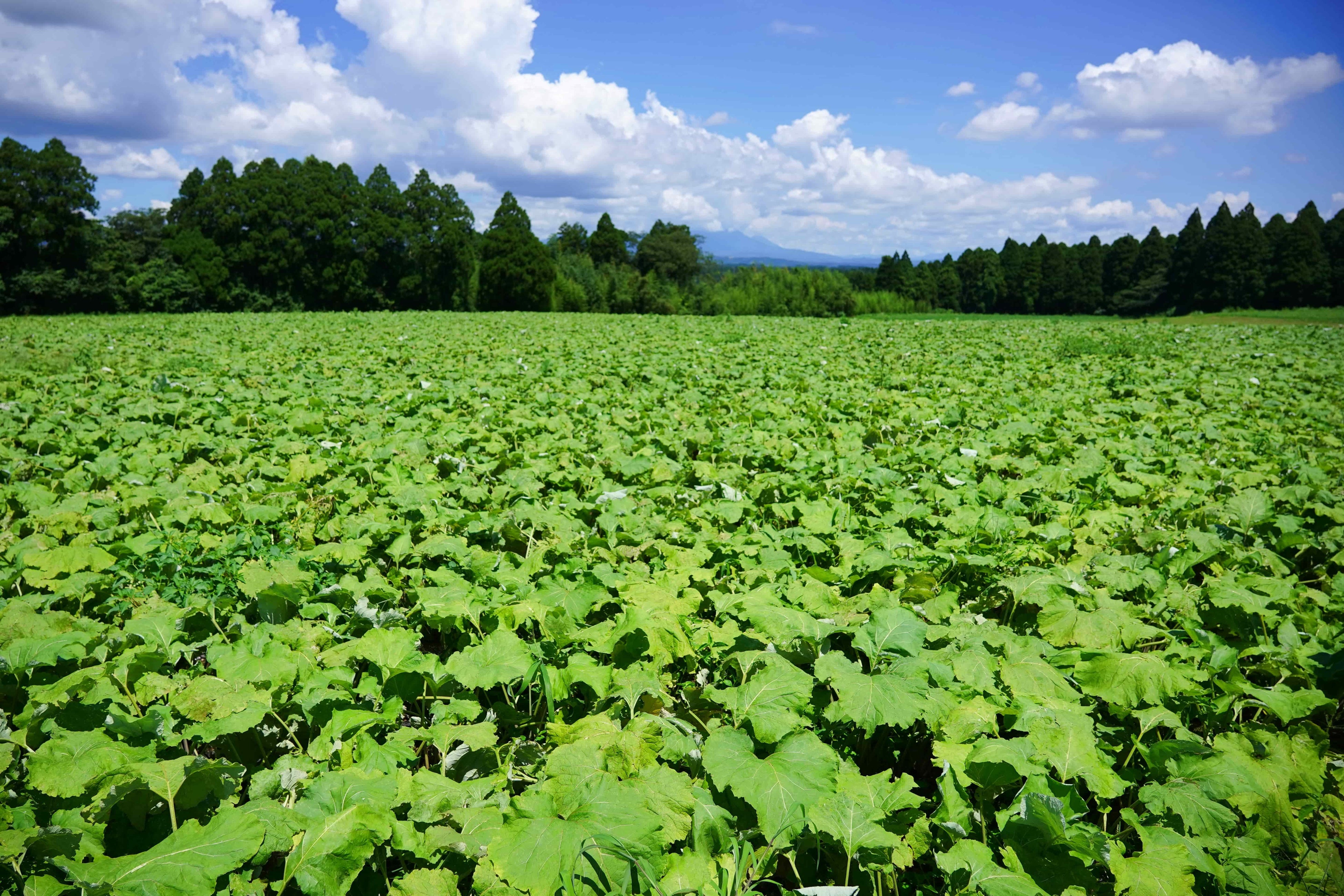 ８月下旬、大隅半島、契約農家小林さんのごぼう畑。