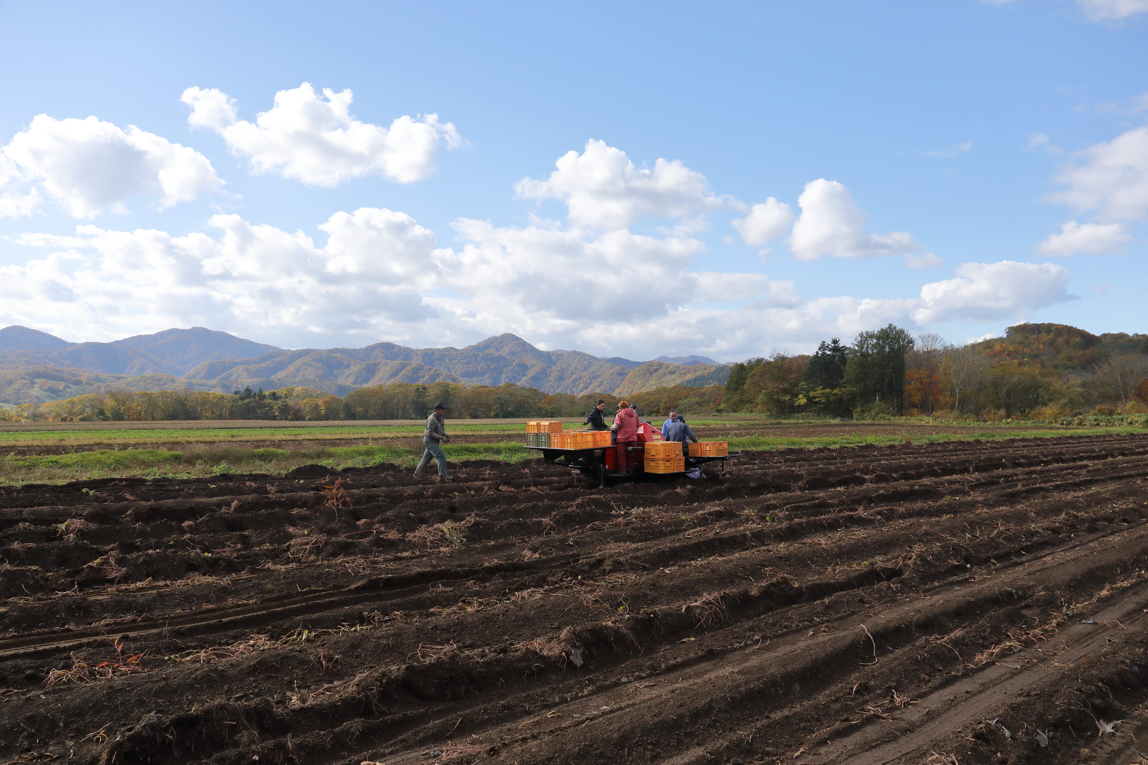 北海道での収穫風景