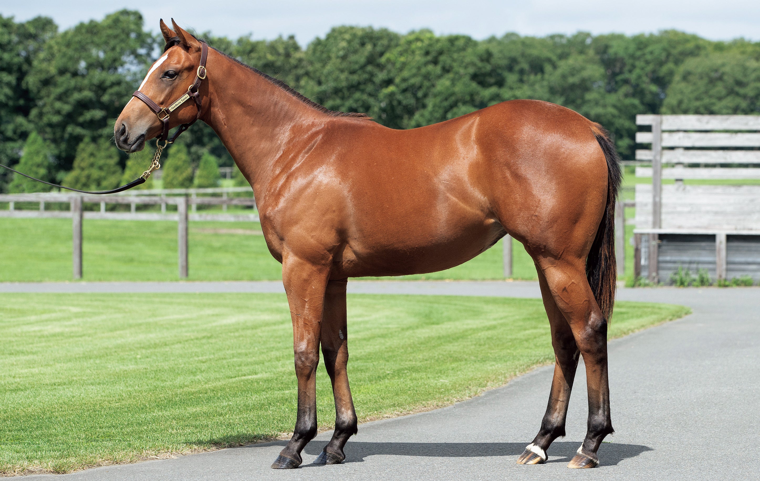 No.22-03　○外ローリーポーリーの21（父：Justify｜厩舎：蛯名正義（美浦）｜Coolmore・Ashford Stud生産馬）