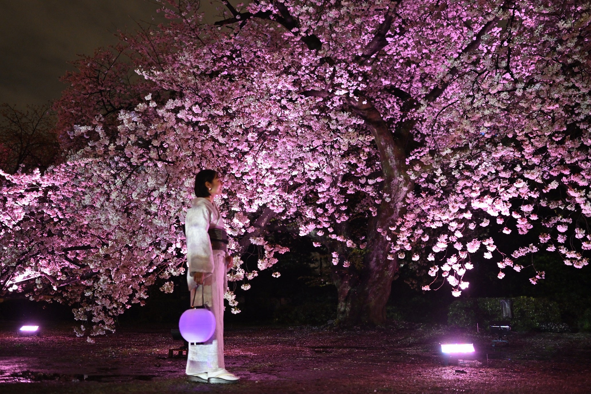 新宿御苑の八重桜満開！希少な桜フクロクジュへのマッピング