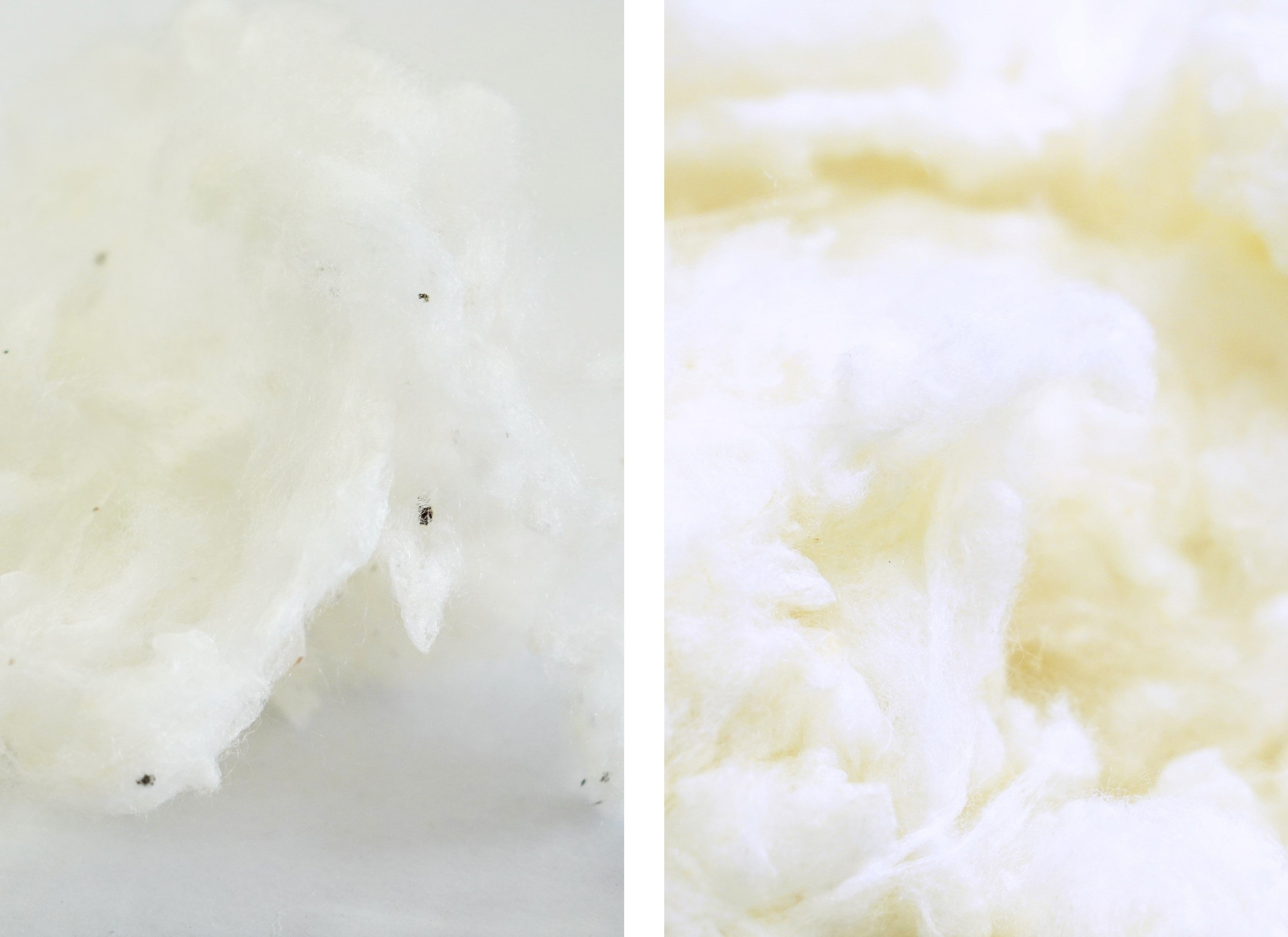 毛羽の汚れを取り除く作業前（左）、　作業後（右）