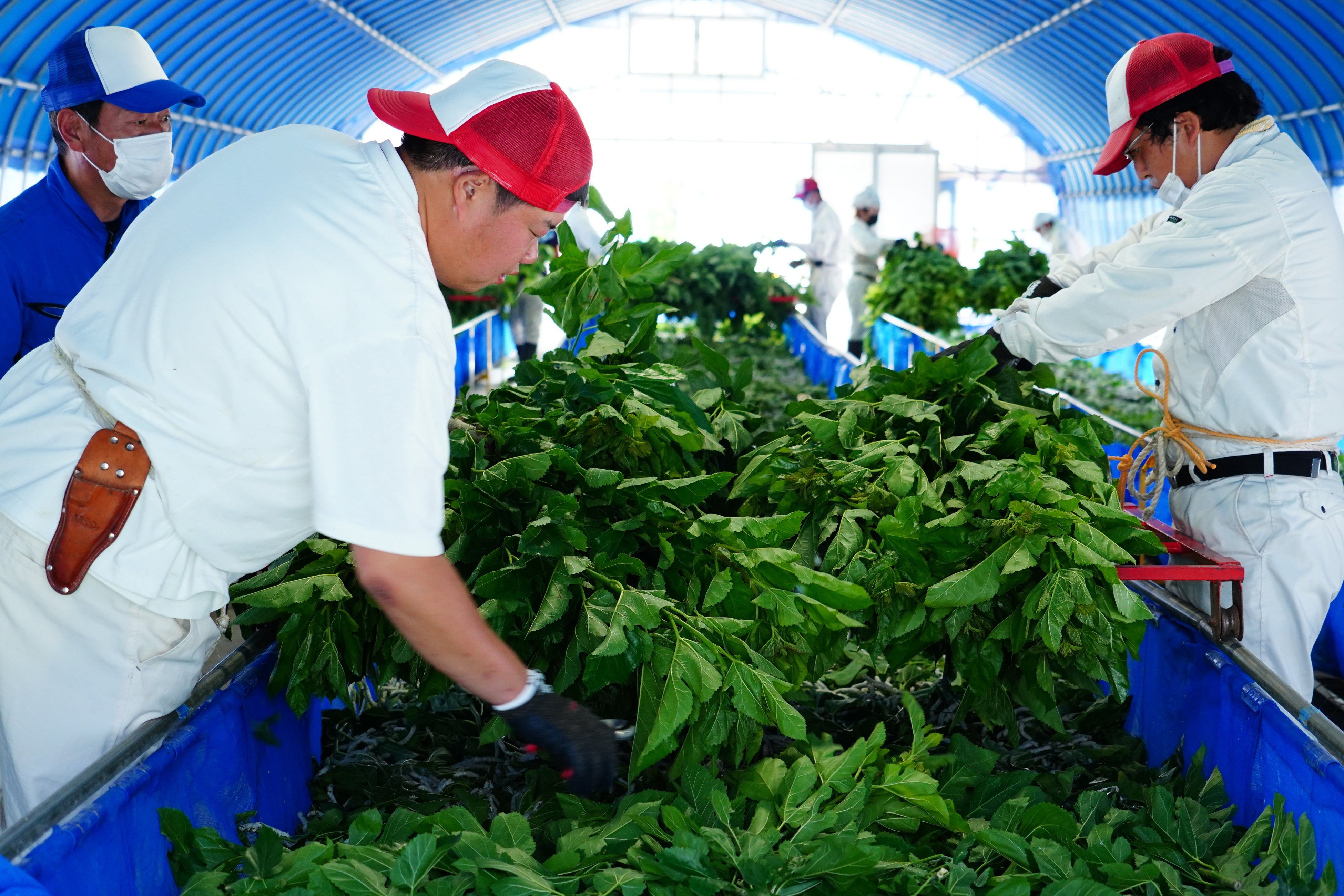 蚕に桑を与える作業（パーソルダイバース とみおか繭工房）