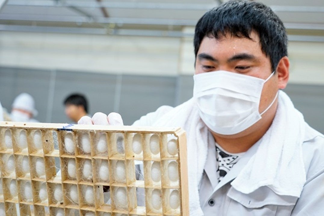 良質の繭を目視で選別する選繭（せんけん）作業（パーソルダイバース とみおか繭工房）