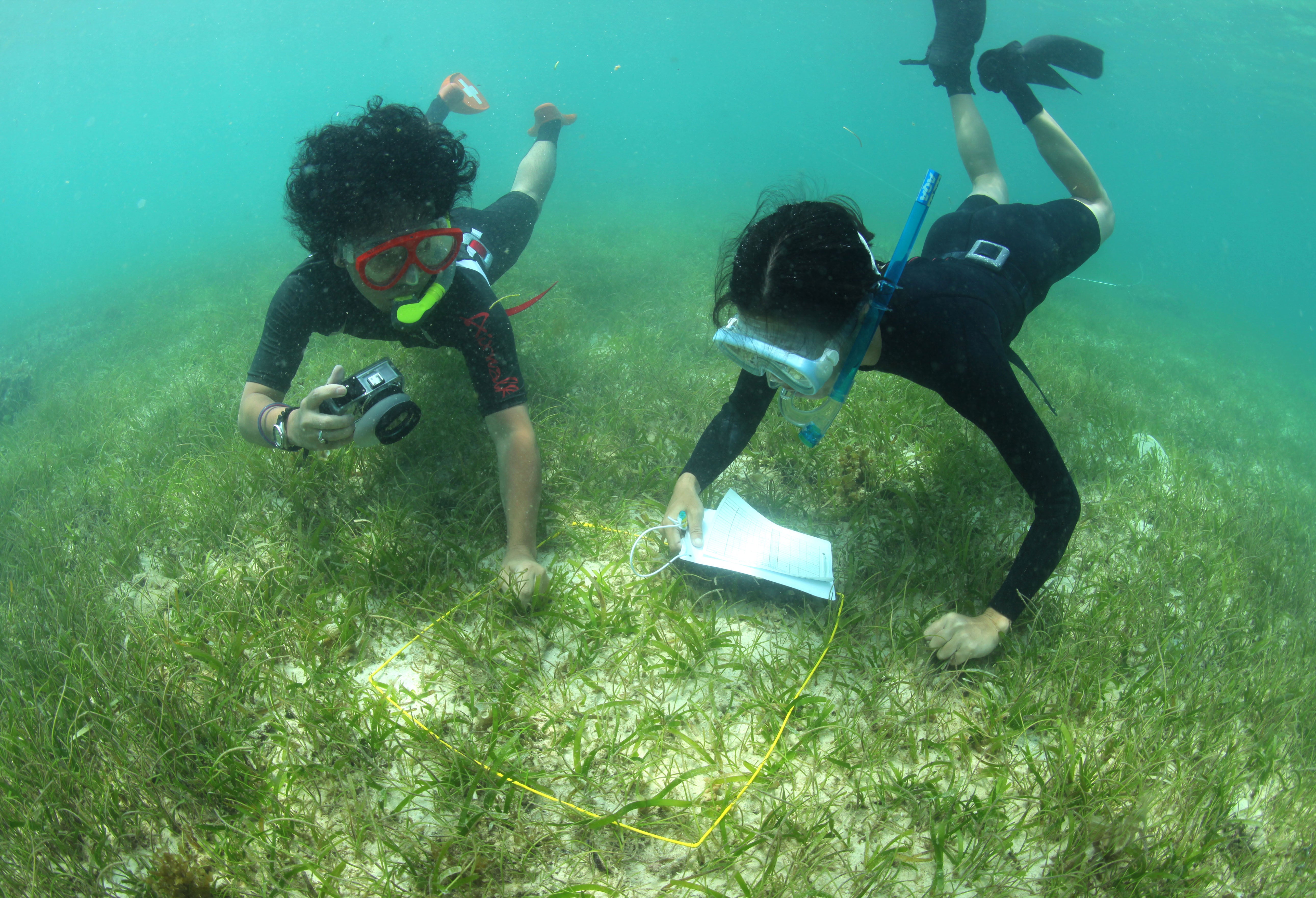 沖縄辺野古でのサンゴ礁生態系調査