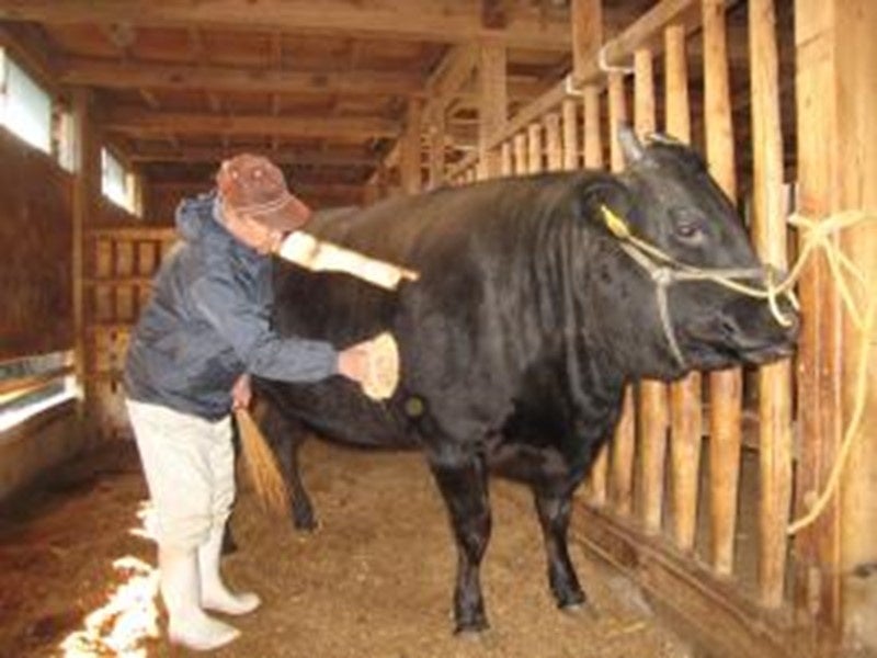 松阪牛飼育後光景
