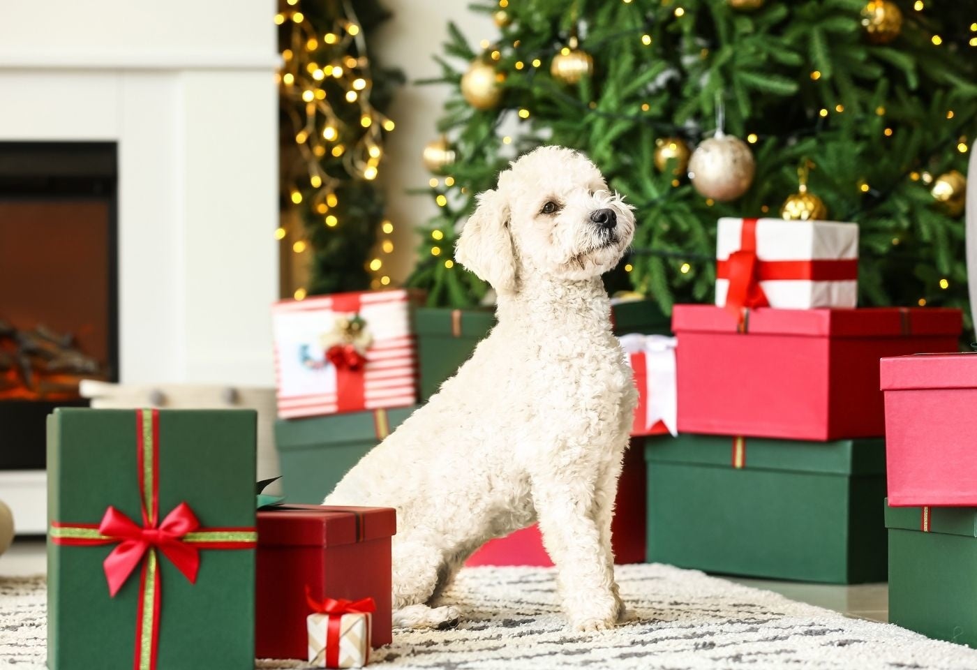 犬の飼い主に聞いた 愛犬とのクリスマスの過ごし方 を大調査 株式会社カインズのプレスリリース 犬の飼い主に聞いた 愛犬とのクリスマスの過ごし方 を大調査 株式会社カインズのプレスリリース