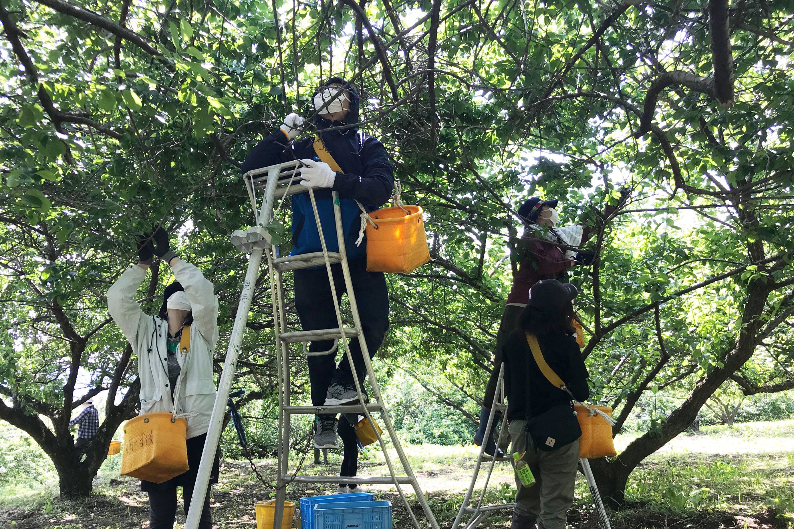 収穫支援の様子