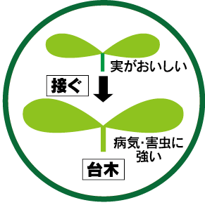 接木のイメージ