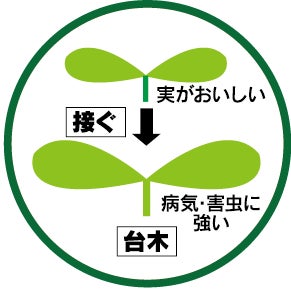 接木のイメージ