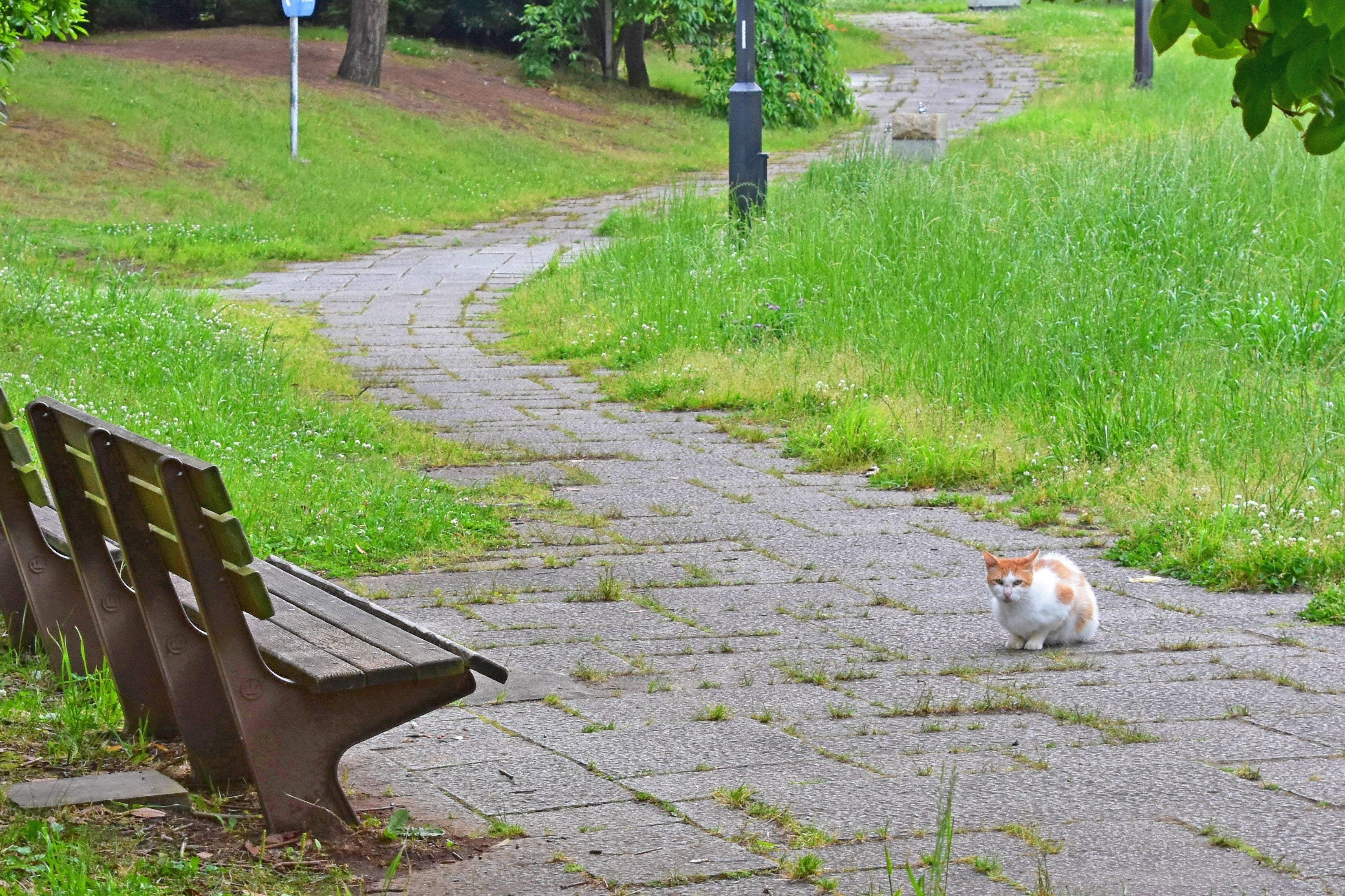 『自由な時間』都会のGaraxy P100より