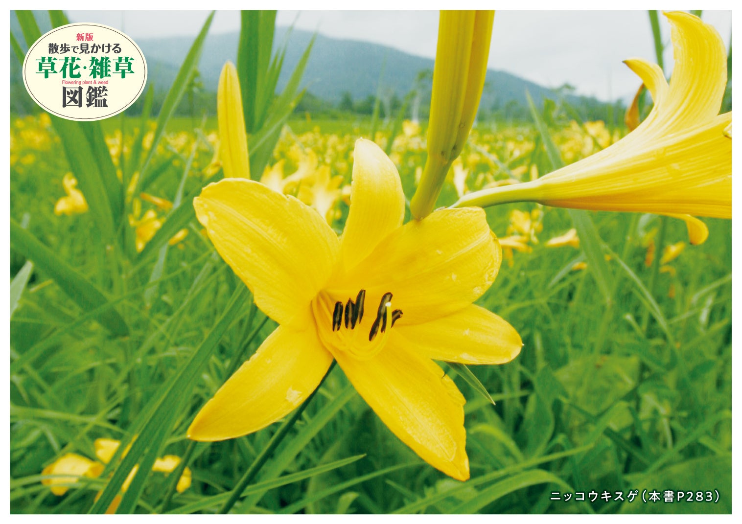 ニッコウキスゲ