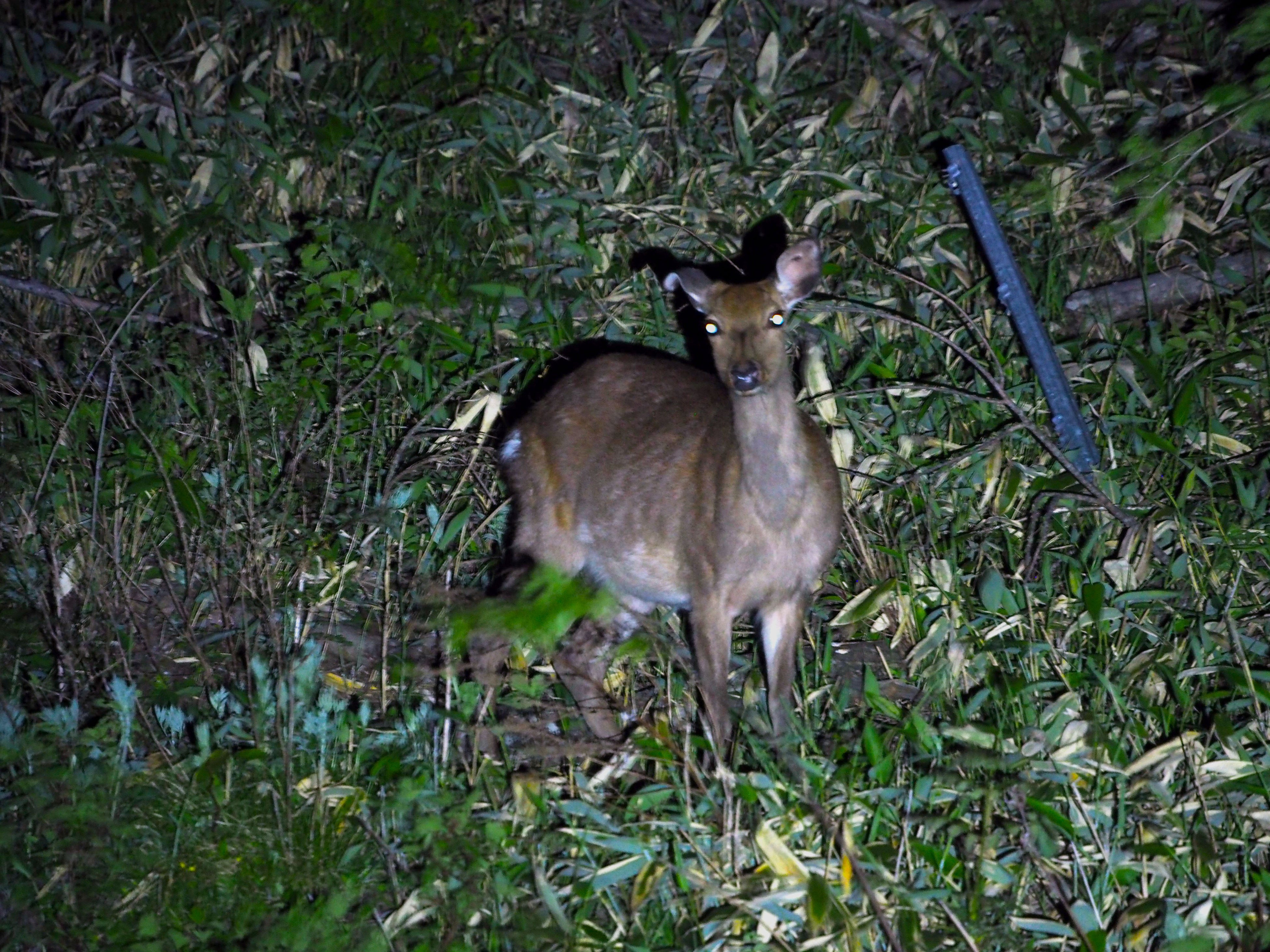 ナイトサファリ