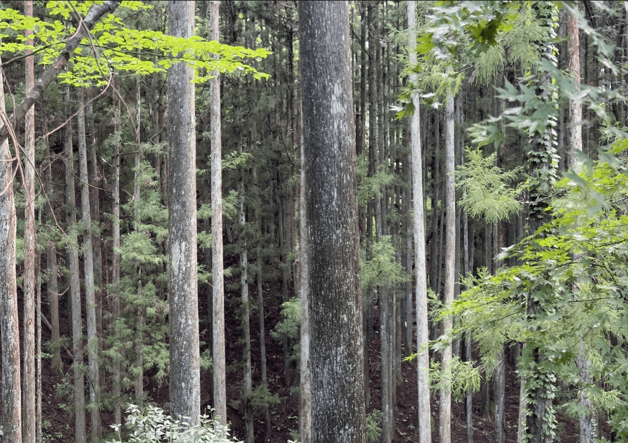 原材料となる杉の調達を行なっている山梨県南都留郡の森林