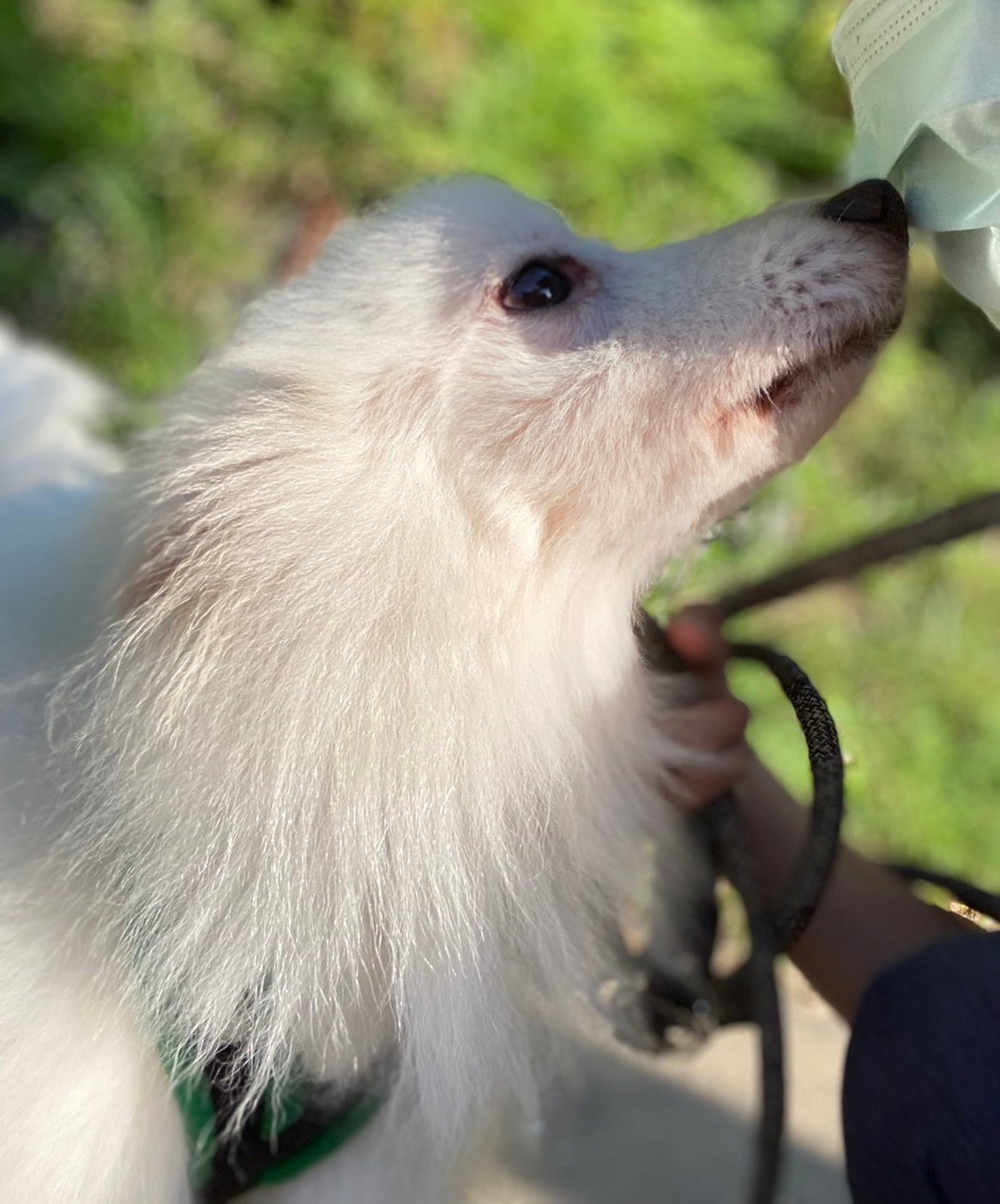 そら：11歳。スピッツ男の子。胃腸が弱いです。顔を撫でられるのが大好き。