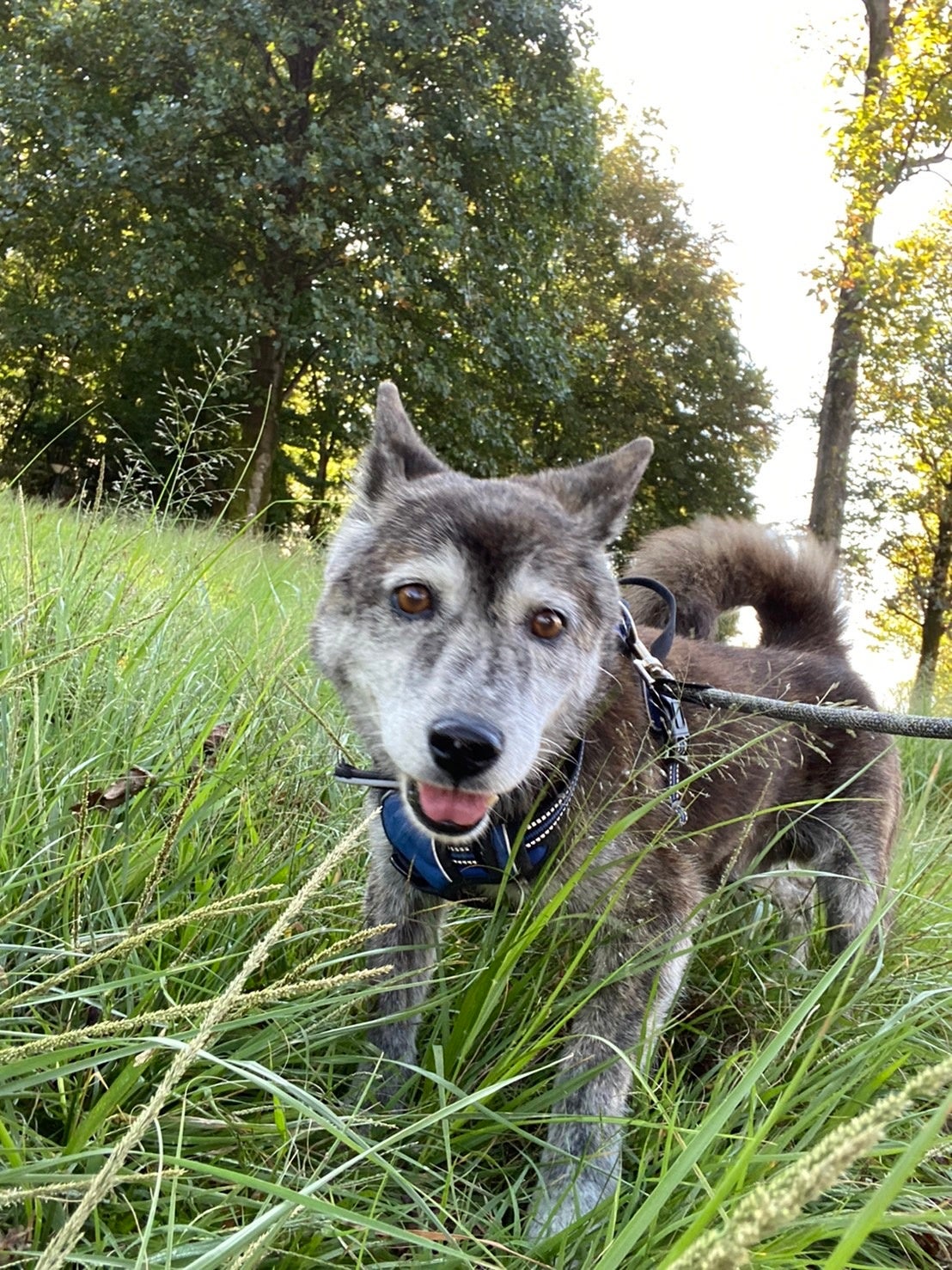 ぎん：推定14歳。和犬ミックス男の子。人間はちょっぴり怖いけど…ワンコは大好き♡ お散歩が何より好き。