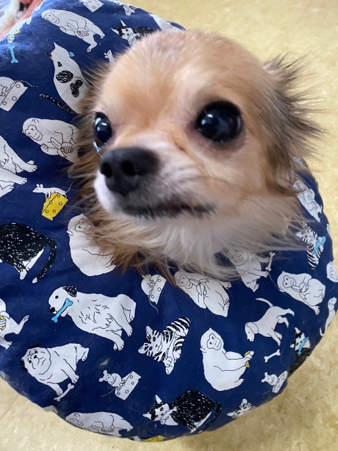 リーベ：推定11歳チワワ男の子。皮膚の問題があり治療中。甘えん坊ですぐ乗ってきます。