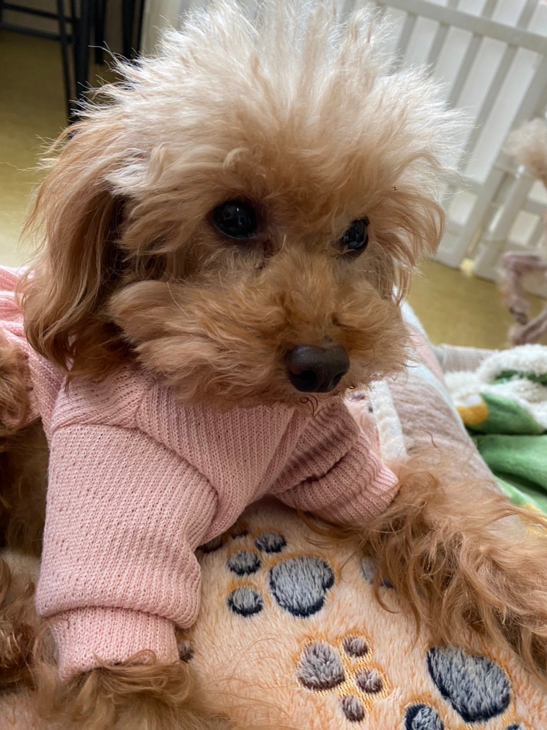 ラップ：6歳トイプードル女の子。ホルモン系の病気で毛が抜けていましたが、治療で生えてきました。お嬢様タイプ。お留守番の少ない一頭飼いを希望。