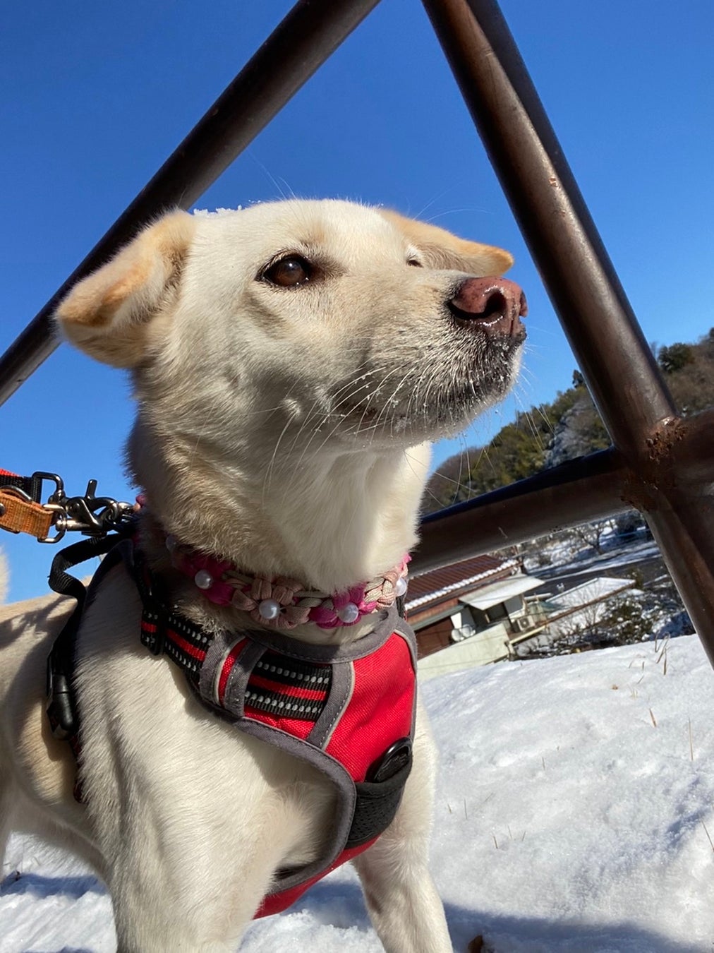 こはる:推定4歳。和犬ミックス女の子。他のワンコとは相性がありますが、人間は子供から大人まで大好き。