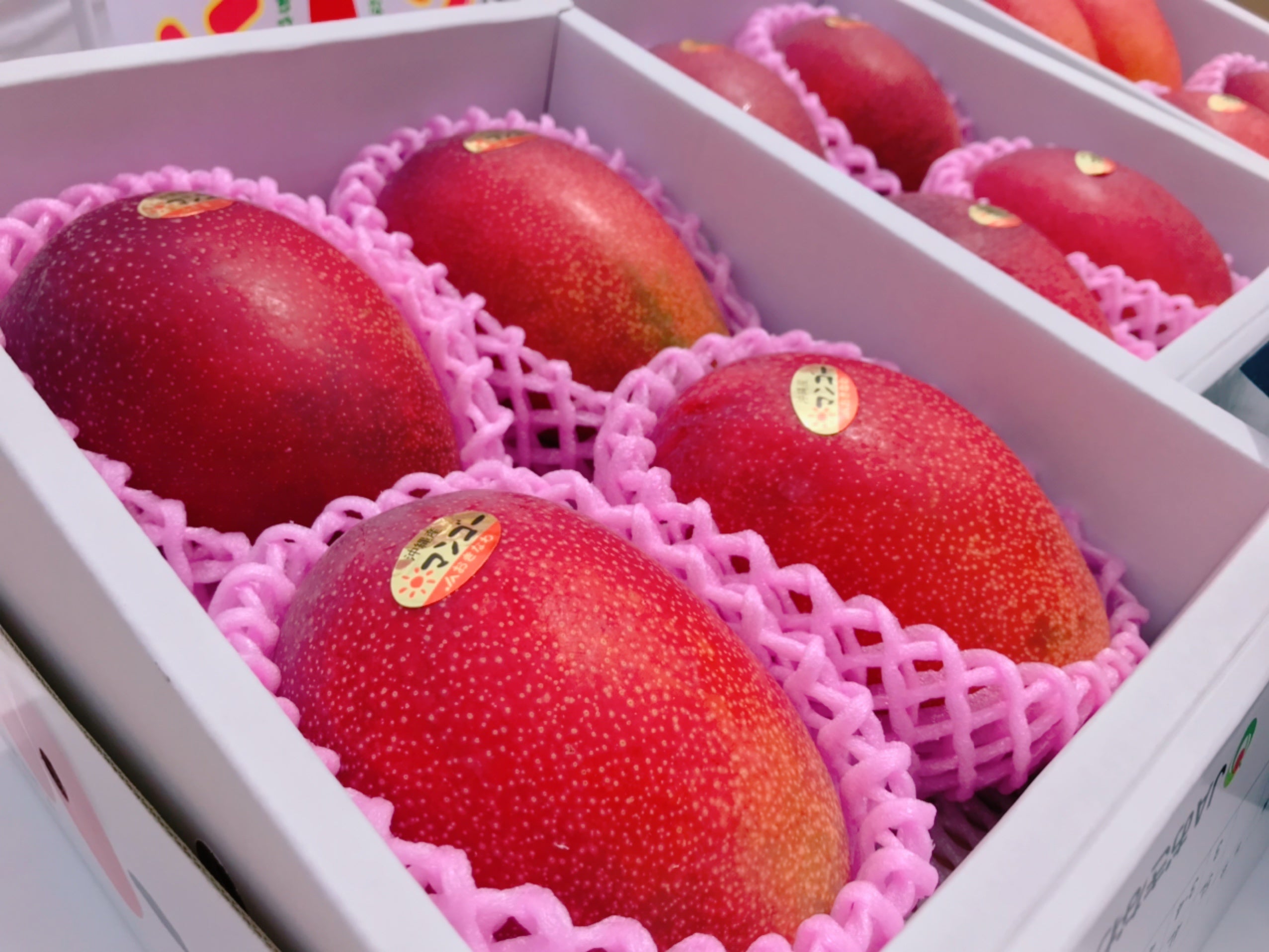 沖縄県産マンゴー （豊見城市）