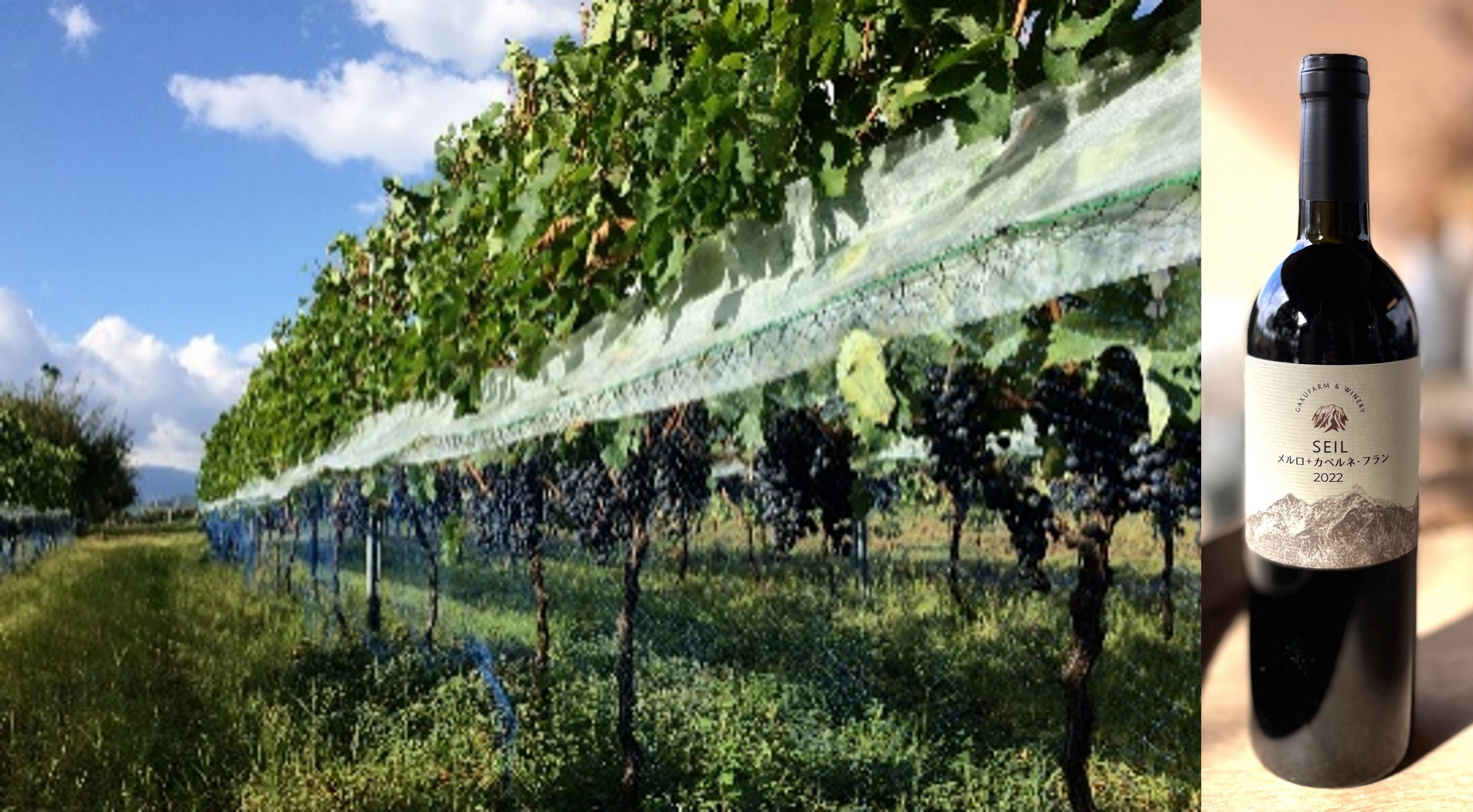 松本市　ガクファーム & ワイナリー