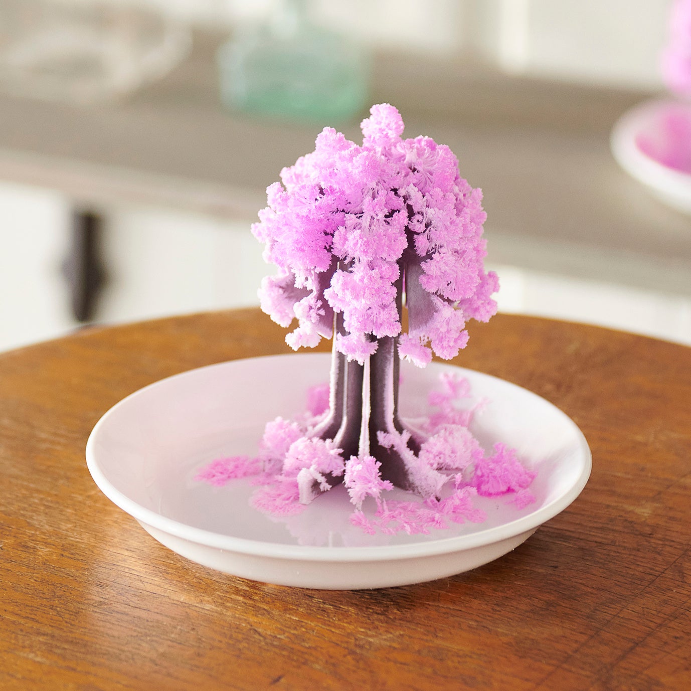 おうちで桜の開花が楽める！「桜の都」Suicaのペンギンver