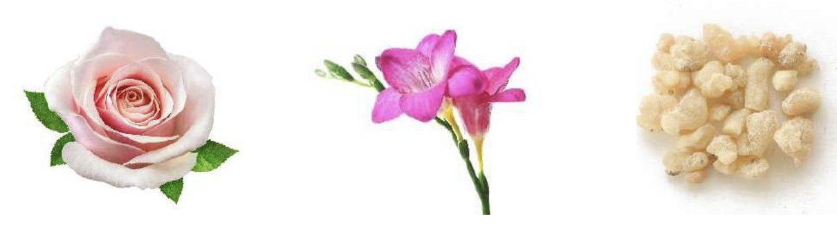 ヴァルモンのフレグランスコレクション パラッツォノービレよりアジア