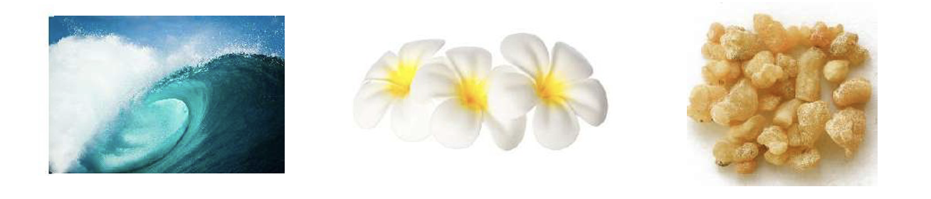 マリンノート　ティアレフラワー　ムスク