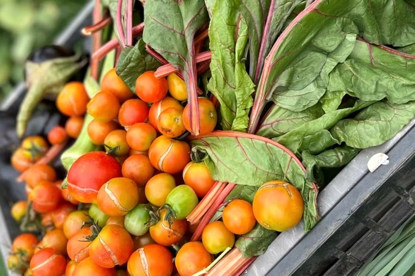 収穫時期を逸したものの例（ミニトマト）