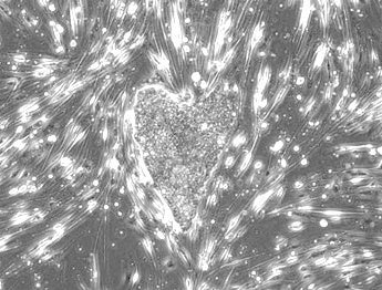 独自技術で構築したイヌiPS細胞