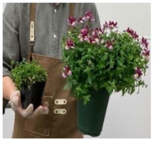 ハサミで切った株は、また数カ月後には花をたくさんつけます！