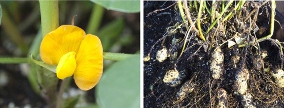 落花生の花／落花生の収穫