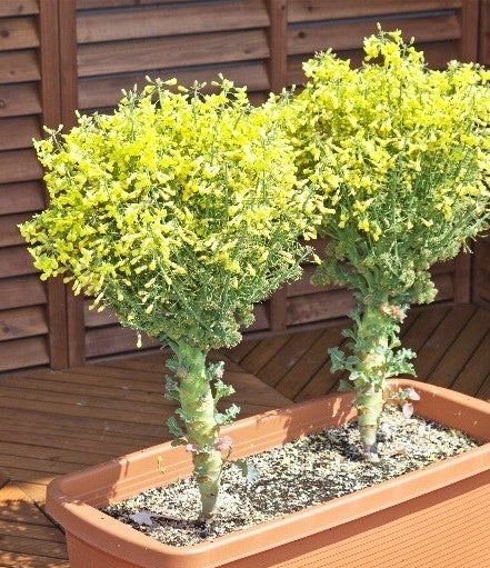 ブロッコリーの花