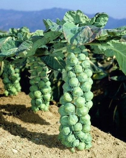 芽キャベツの栽培風景